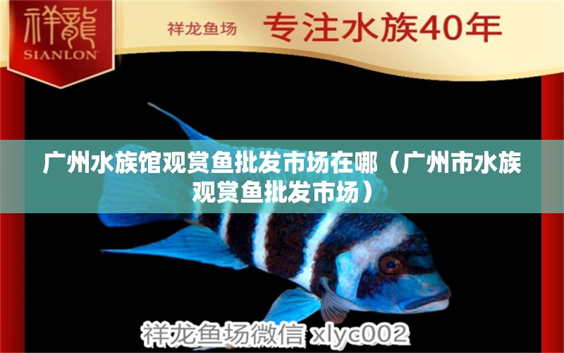 广州水族馆观赏鱼批发市场在哪（广州市水族观赏鱼批发市场）