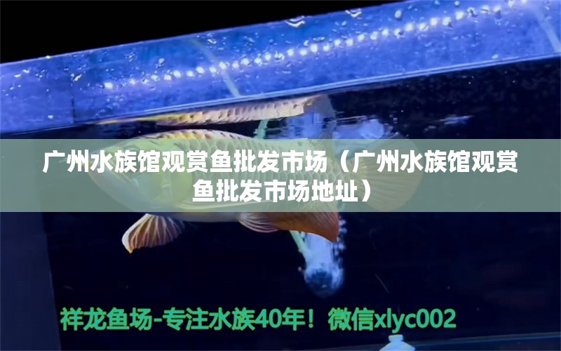 广州水族馆观赏鱼批发市场（广州水族馆观赏鱼批发市场地址） 观赏鱼批发