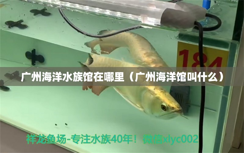 广州海洋水族馆在哪里（广州海洋馆叫什么）