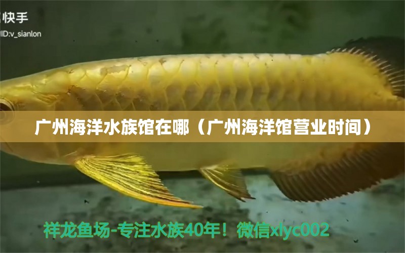 广州海洋水族馆在哪（广州海洋馆营业时间） 观赏鱼