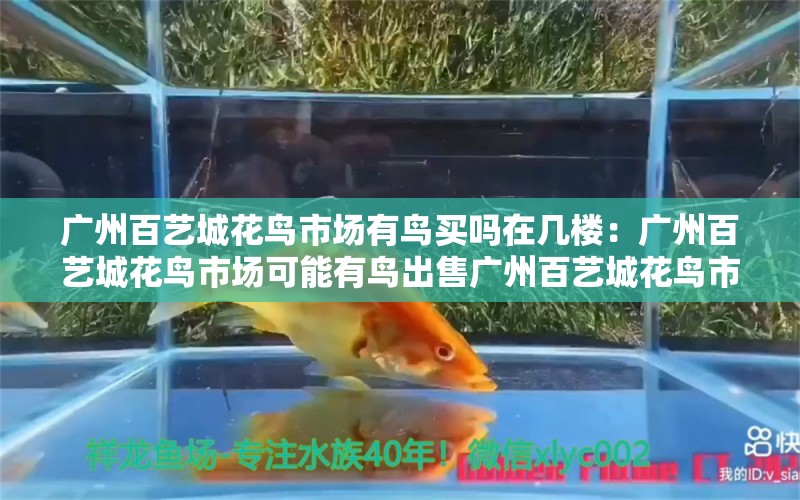 广州百艺城花鸟市场有鸟买吗在几楼：广州百艺城花鸟市场可能有鸟出售广州百艺城花鸟市场