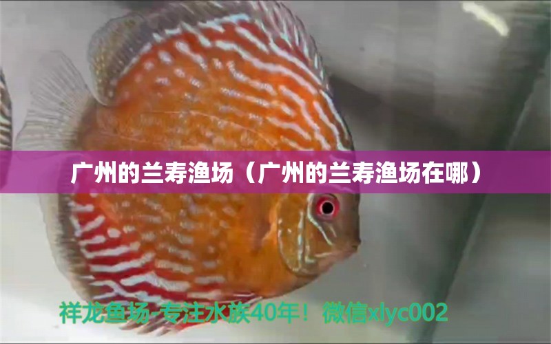 广州的兰寿渔场（广州的兰寿渔场在哪） 广州水族批发市场