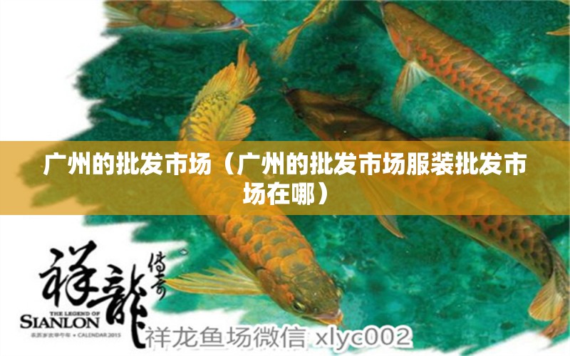 广州的批发市场（广州的批发市场服装批发市场在哪） 蝴蝶鲤鱼苗