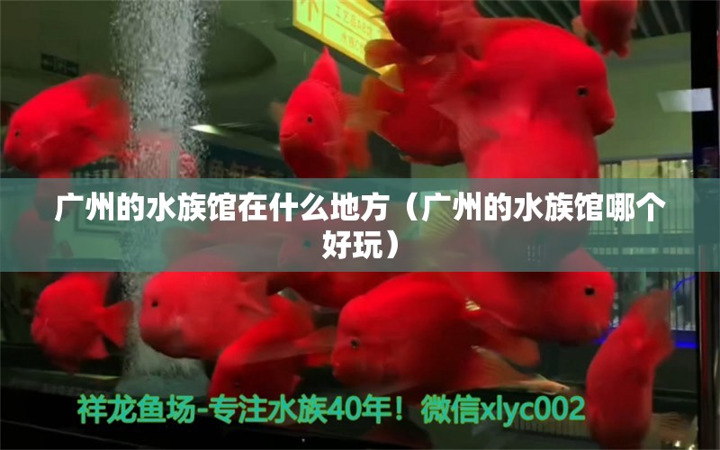 广州的水族馆在什么地方（广州的水族馆哪个好玩）