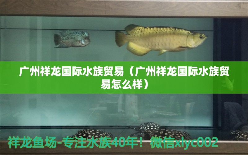 广州祥龙国际水族贸易（广州祥龙国际水族贸易怎么样） 广州祥龙国际水族贸易