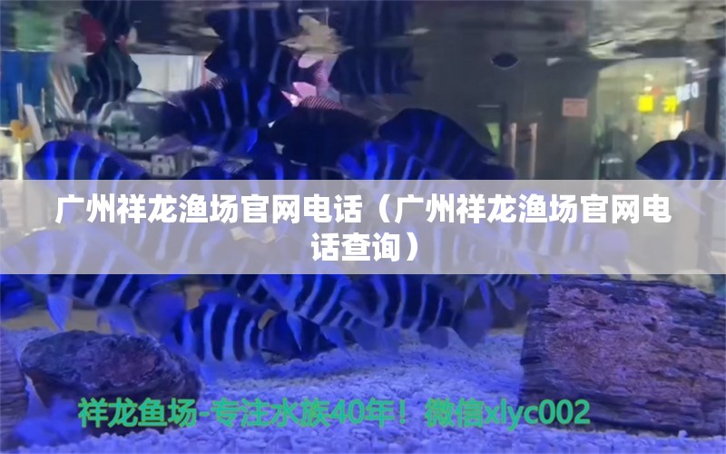 广州祥龙渔场官网电话（广州祥龙渔场官网电话查询） 观赏鱼