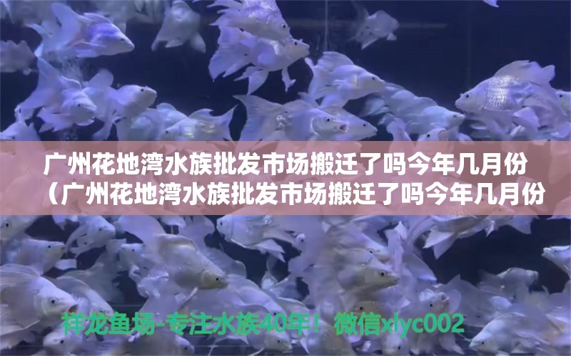 广州花地湾水族批发市场搬迁了吗今年几月份（广州花地湾水族批发市场搬迁了吗今年几月份开始） 观赏鱼水族批发市场