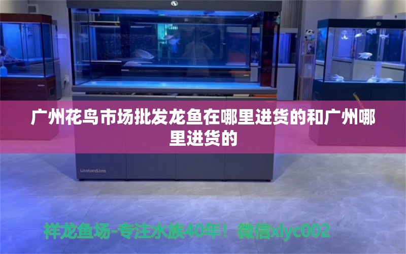 广州花鸟市场批发龙鱼在哪里进货的和广州哪里进货的 福满钻鱼 第1张