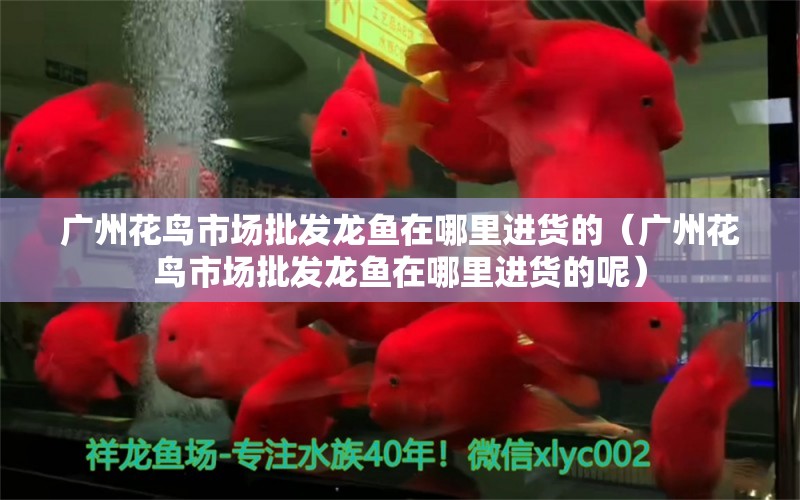 广州花鸟市场批发龙鱼在哪里进货的（广州花鸟市场批发龙鱼在哪里进货的呢）