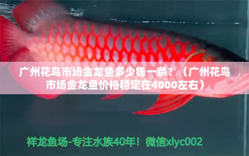 广州花鸟市场金龙鱼多少钱一条？（广州花鸟市场金龙鱼价格稳定在4000左右）