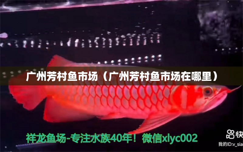 广州芳村鱼市场（广州芳村鱼市场在哪里） 广州水族批发市场