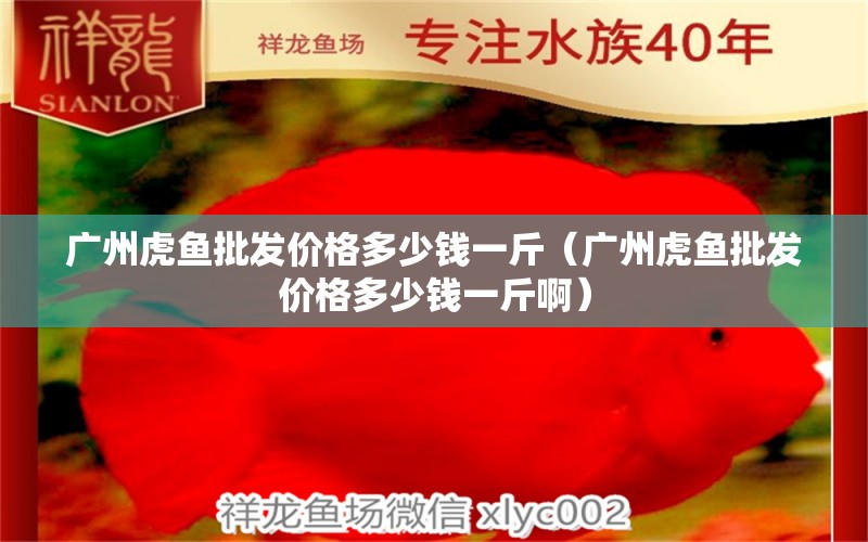 广州虎鱼批发价格多少钱一斤（广州虎鱼批发价格多少钱一斤啊） 虎鱼百科