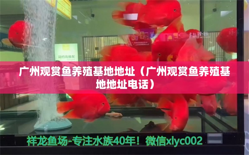 广州观赏鱼养殖基地地址（广州观赏鱼养殖基地地址电话） 广州水族批发市场