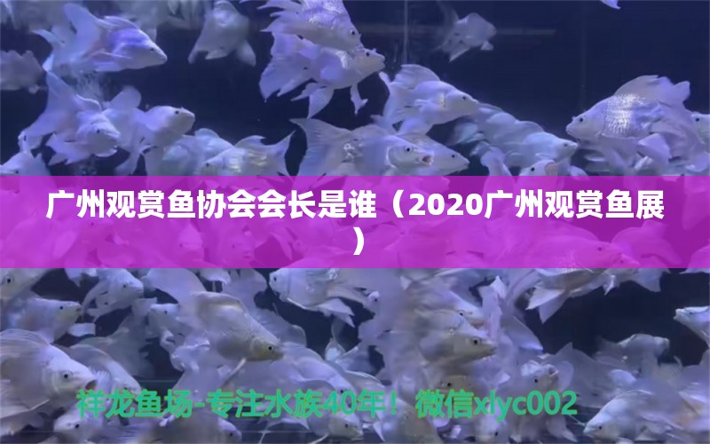 广州观赏鱼协会会长是谁（2020广州观赏鱼展）