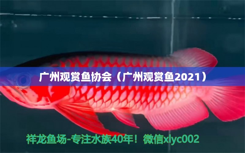 广州观赏鱼协会（广州观赏鱼2021）