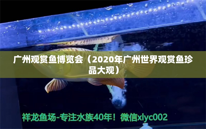 广州观赏鱼博览会（2020年广州世界观赏鱼珍品大观）