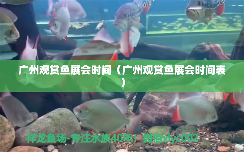 广州观赏鱼展会时间（广州观赏鱼展会时间表） 广州水族批发市场