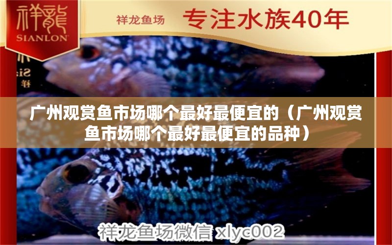 广州观赏鱼市场哪个最好最便宜的（广州观赏鱼市场哪个最好最便宜的品种）