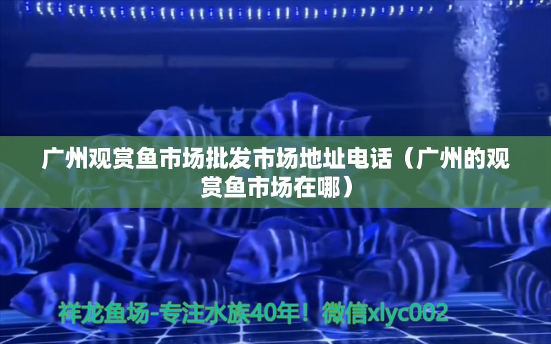 广州观赏鱼市场批发市场地址电话（广州的观赏鱼市场在哪） 观赏鱼市场（混养鱼）