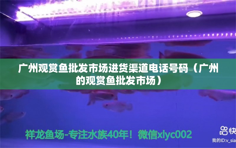 广州观赏鱼批发市场进货渠道电话号码（广州的观赏鱼批发市场）