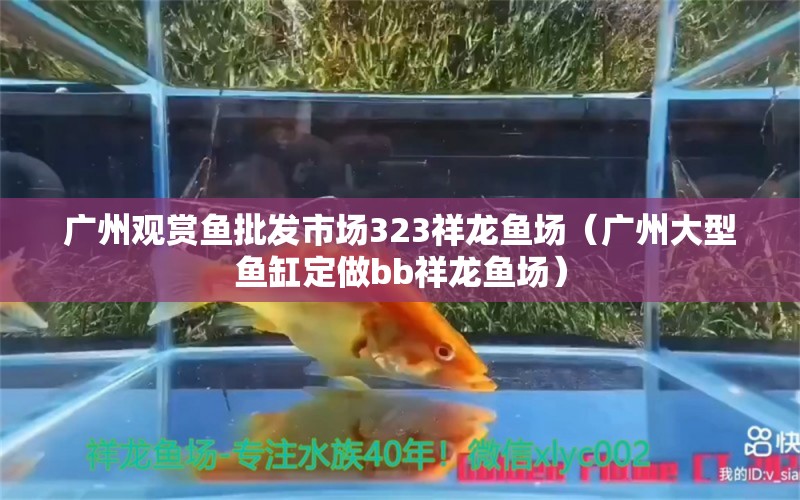 广州观赏鱼批发市场323祥龙鱼场（广州大型鱼缸定做bb祥龙鱼场）