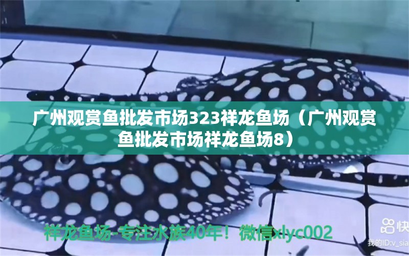 广州观赏鱼批发市场323祥龙鱼场（广州观赏鱼批发市场祥龙鱼场8） 观赏鱼批发