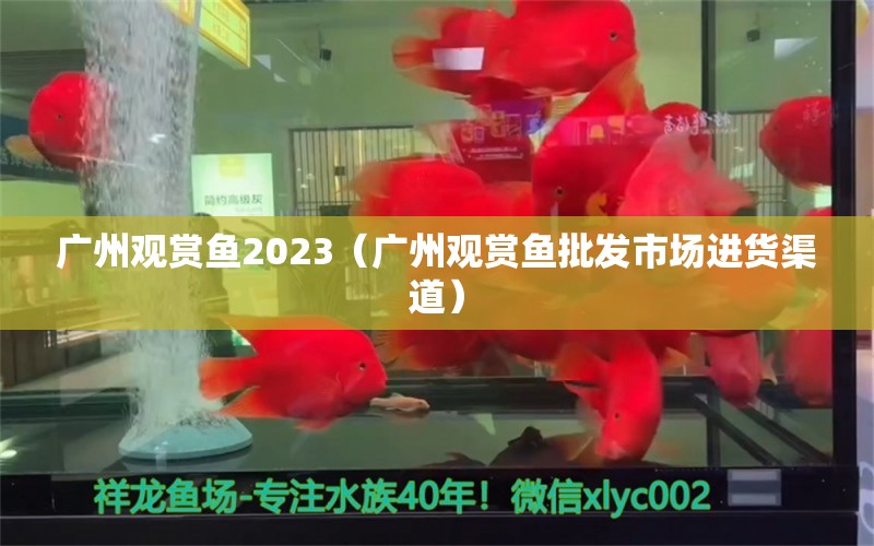 广州观赏鱼2023（广州观赏鱼批发市场进货渠道）