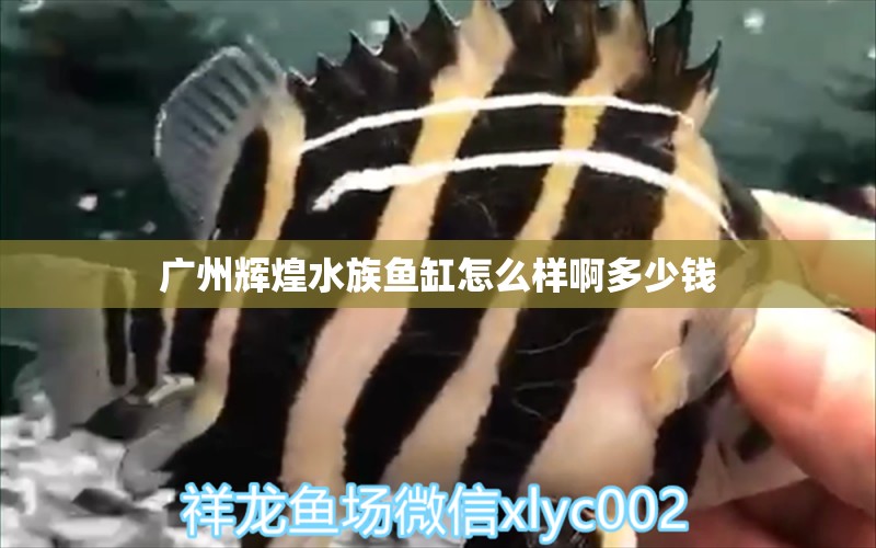 广州辉煌水族鱼缸怎么样啊多少钱