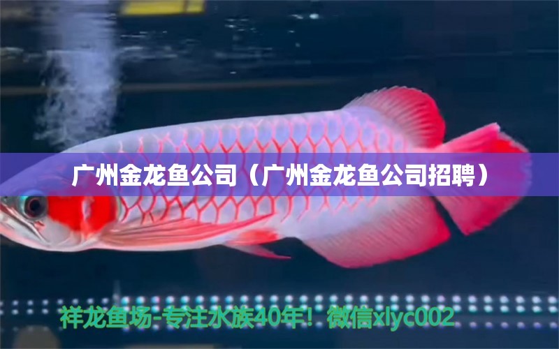 广州金龙鱼公司（广州金龙鱼公司招聘） 水族周边