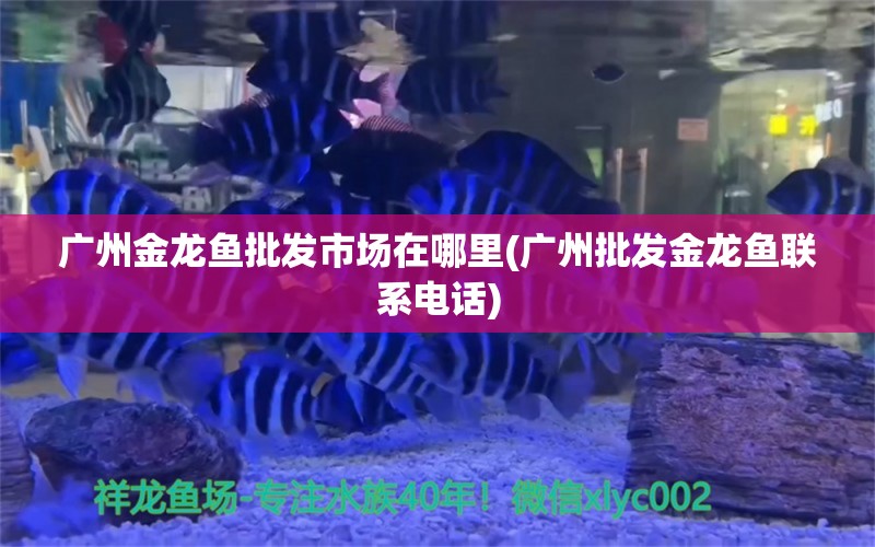 广州金龙鱼批发市场在哪里(广州批发金龙鱼联系电话) 龙鱼批发