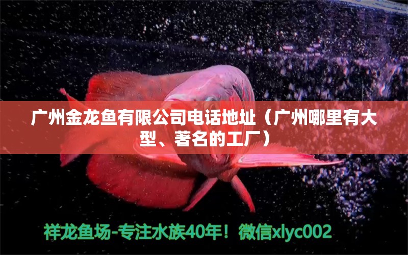 广州金龙鱼有限公司电话地址（广州哪里有大型、著名的工厂） 稀有金龙鱼 第1张