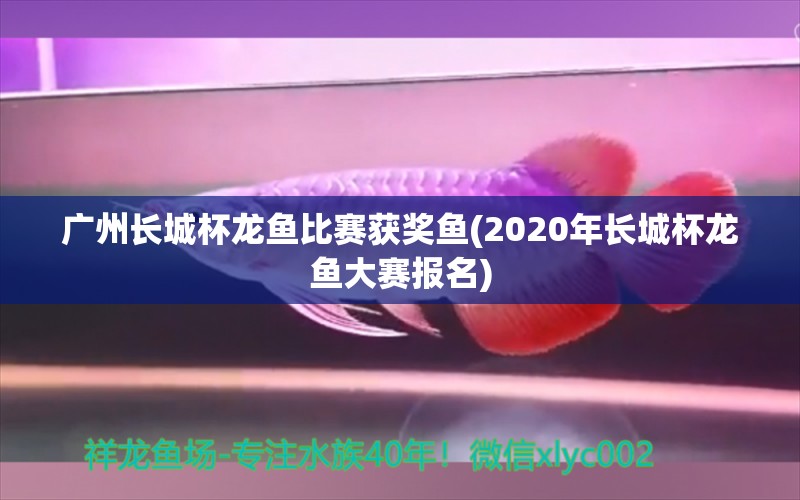 广州长城杯龙鱼比赛获奖鱼(2020年长城杯龙鱼大赛报名) 2024第28届中国国际宠物水族展览会CIPS（长城宠物展2024 CIPS） 第1张