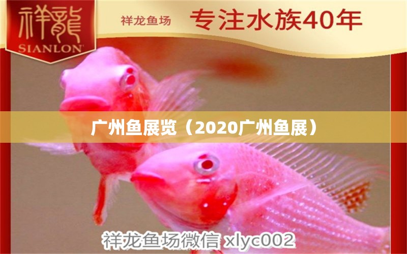 广州鱼展览（2020广州鱼展） 广州水族批发市场