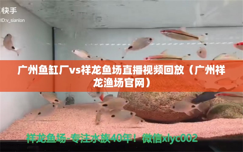 广州鱼缸厂vs祥龙鱼场直播视频回放（广州祥龙渔场官网） 观赏鱼市场