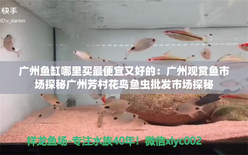 广州鱼缸哪里买最便宜又好的：广州观赏鱼市场探秘广州芳村花鸟鱼虫批发市场探秘 广州水族批发市场 第2张