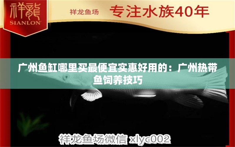 广州鱼缸哪里买最便宜实惠好用的：广州热带鱼饲养技巧 广州水族批发市场 第2张