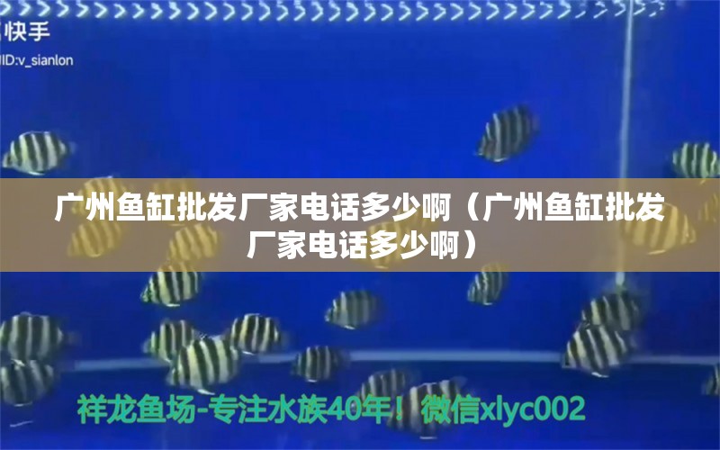 广州鱼缸批发厂家电话多少啊（广州鱼缸批发厂家电话多少啊） 观赏鱼市场（混养鱼）