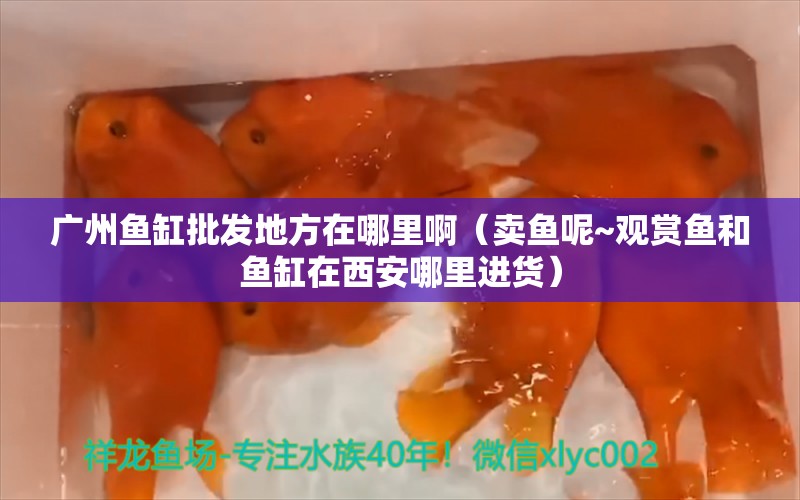 广州鱼缸批发地方在哪里啊（卖鱼呢~观赏鱼和鱼缸在西安哪里进货）