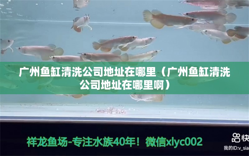 广州鱼缸清洗公司地址在哪里（广州鱼缸清洗公司地址在哪里啊） 观赏鱼市场（混养鱼）