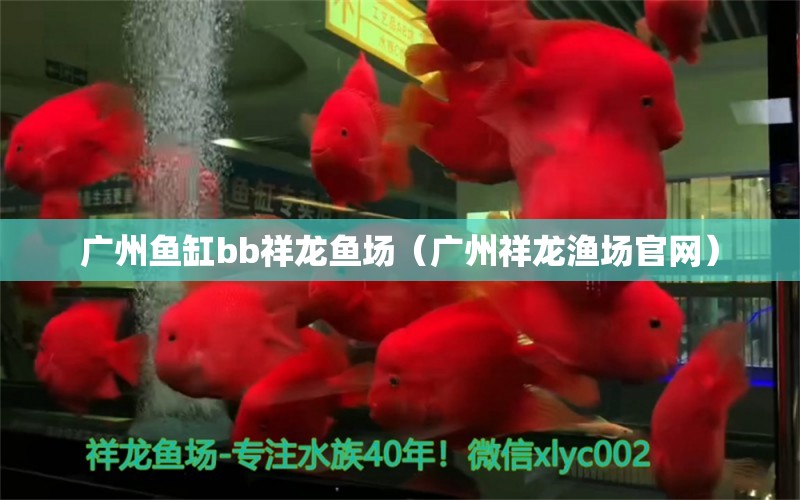 广州鱼缸bb祥龙鱼场（广州祥龙渔场官网） 祥龙鱼场