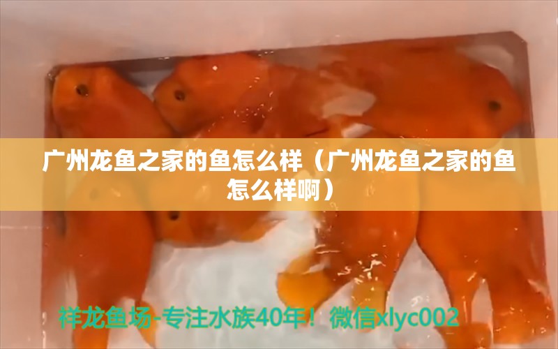 广州龙鱼之家的鱼怎么样（广州龙鱼之家的鱼怎么样啊）