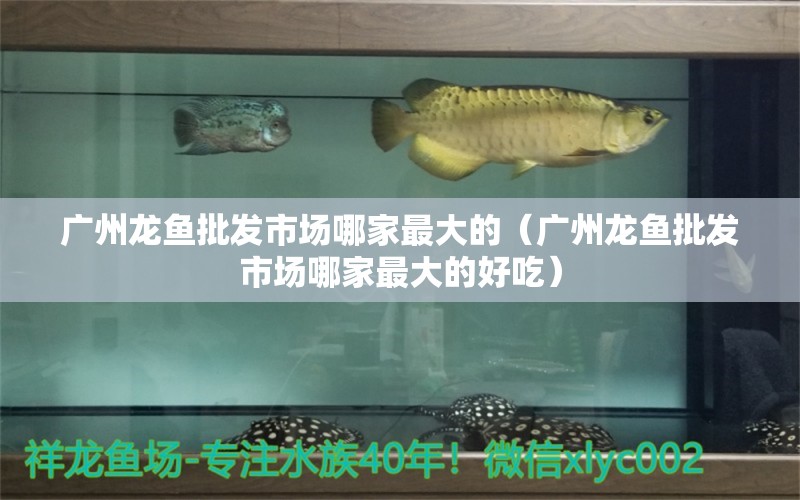 广州龙鱼批发市场哪家最大的（广州龙鱼批发市场哪家最大的好吃） 海水鱼