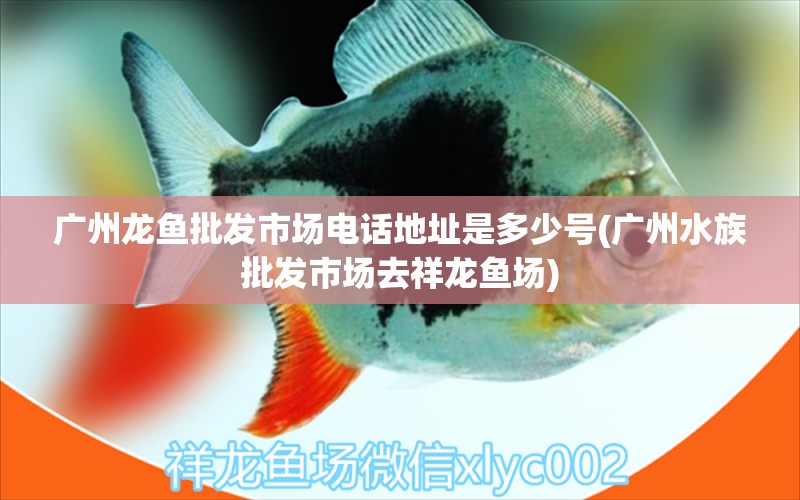 广州龙鱼批发市场电话地址是多少号(广州水族批发市场去祥龙鱼场) 龙鱼批发