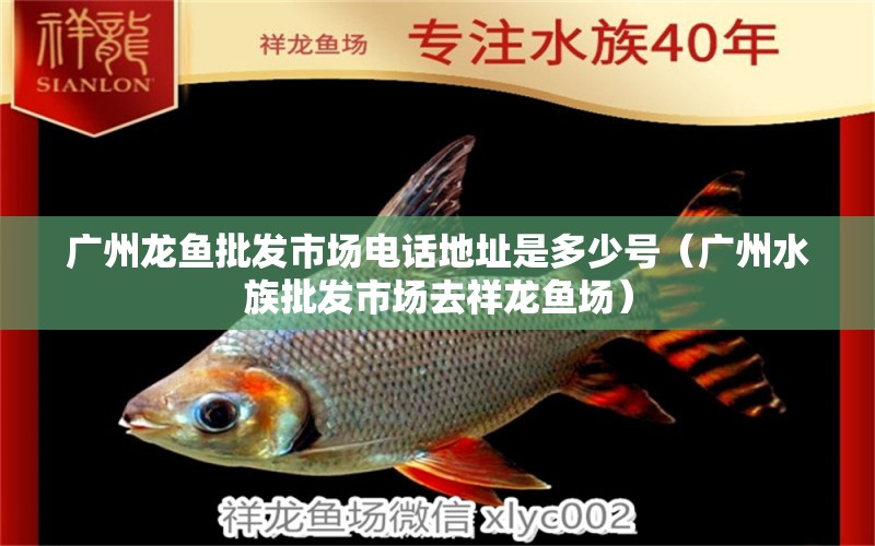 广州龙鱼批发市场电话地址是多少号（广州水族批发市场去祥龙鱼场）