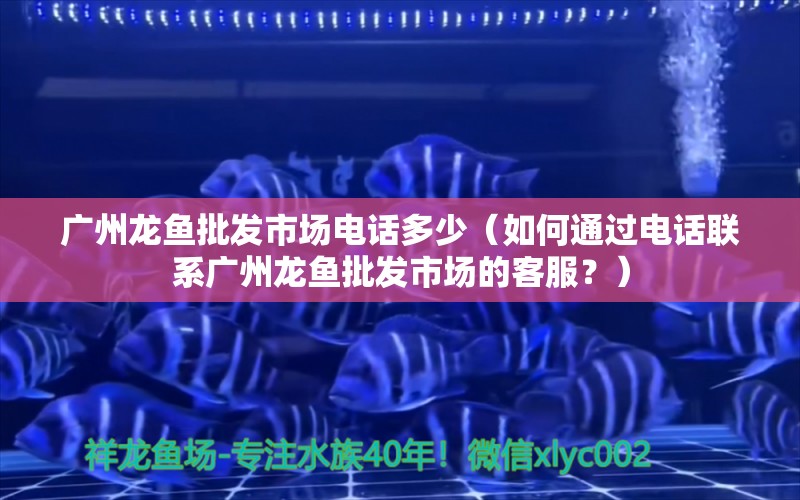 广州龙鱼批发市场电话多少（如何通过电话联系广州龙鱼批发市场的客服？） 水族问答 第2张