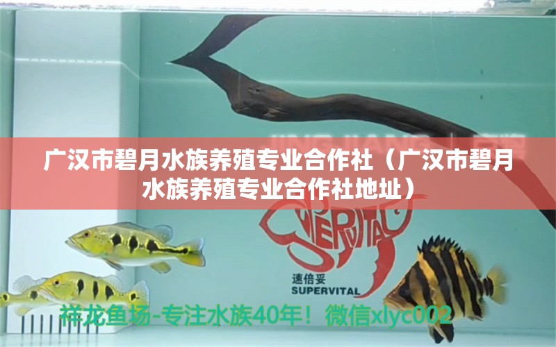 广汉市碧月水族养殖专业合作社（广汉市碧月水族养殖专业合作社地址）