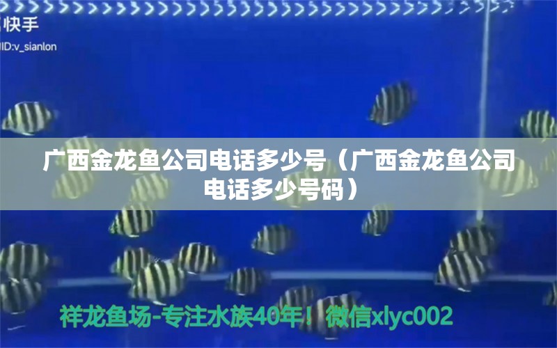 广西金龙鱼公司电话多少号（广西金龙鱼公司电话多少号码）