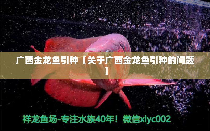 广西金龙鱼引种【关于广西金龙鱼引种的问题】 水族问答 第1张