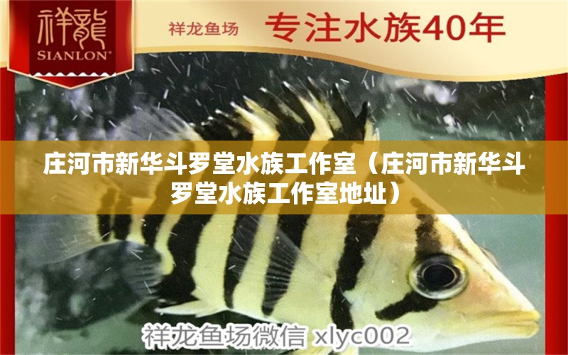 庄河市新华斗罗堂水族工作室（庄河市新华斗罗堂水族工作室地址） 全国水族馆企业名录