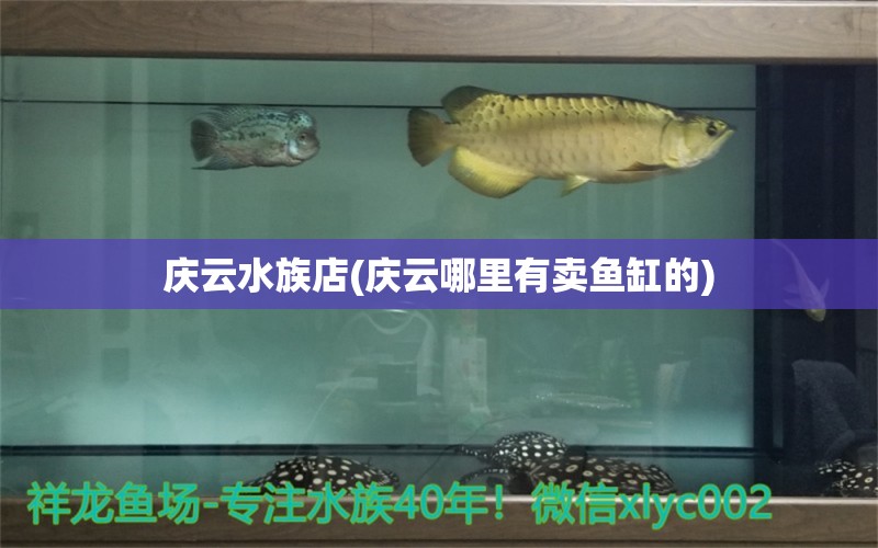 庆云水族店(庆云哪里有卖鱼缸的) 鱼缸风水 第1张